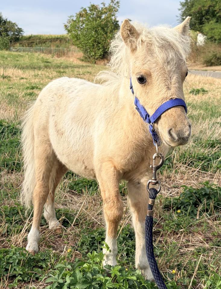 Stallion Shetland Pony For sale 2026 Palomino
