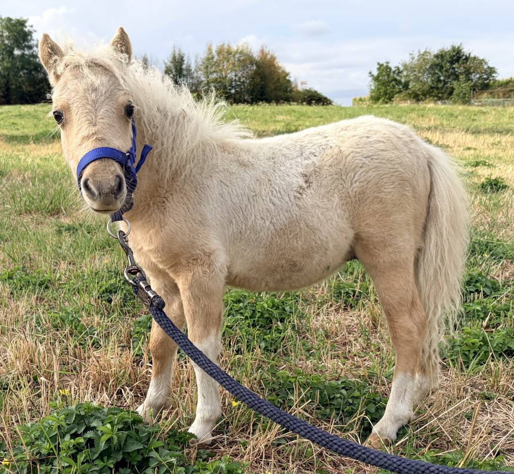 Stallion Shetland Pony For sale 2026 Palomino