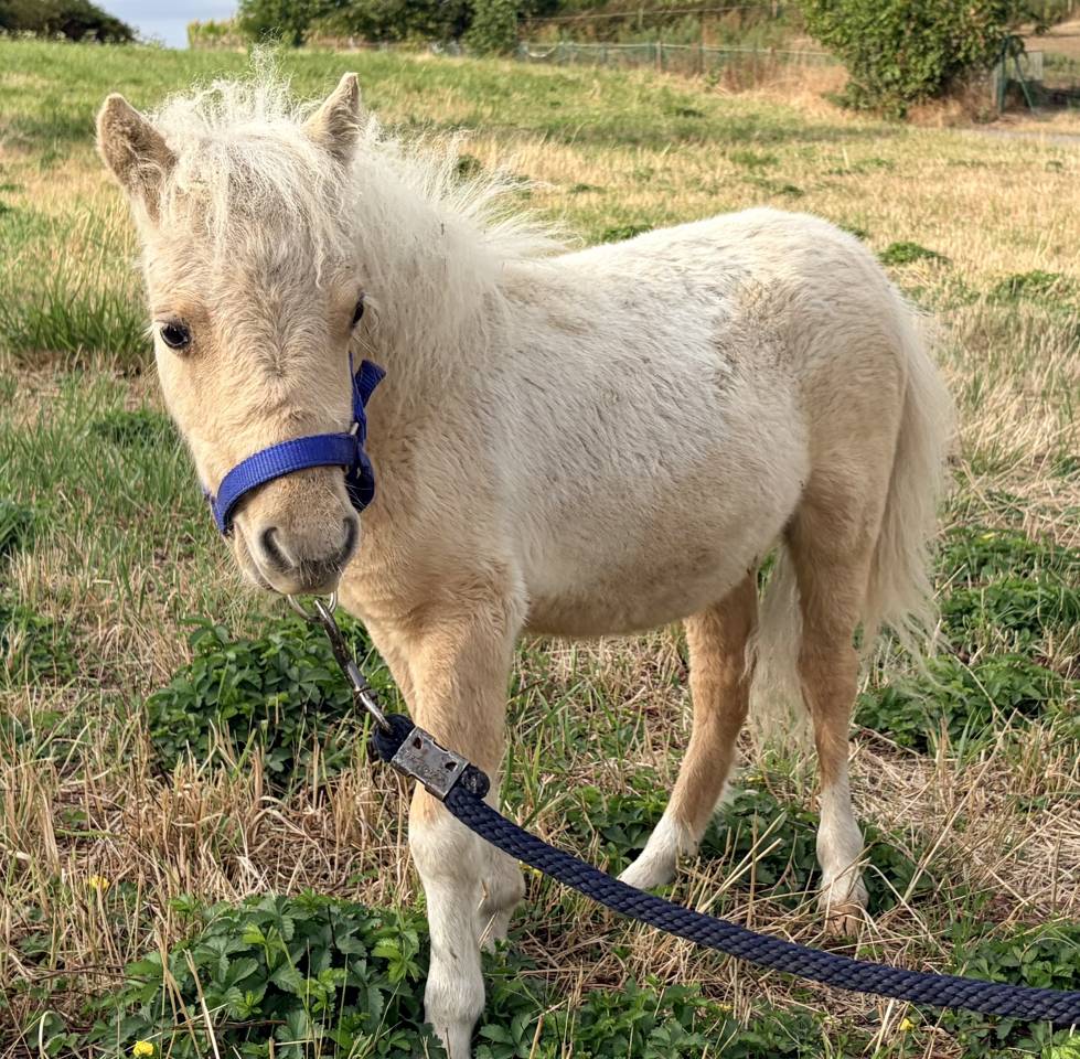 Stallion Shetland Pony For sale 2026 Palomino