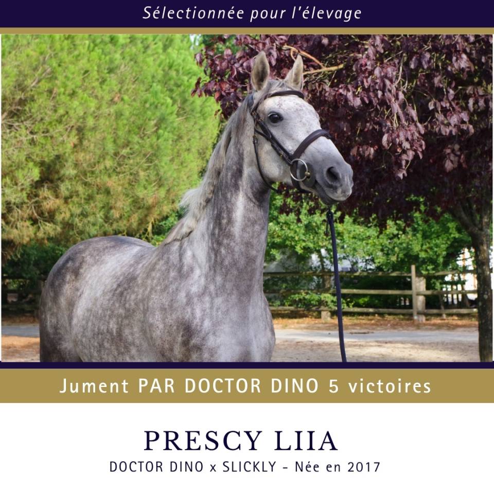 Mare Thoroughbred For sale 2017 Grey