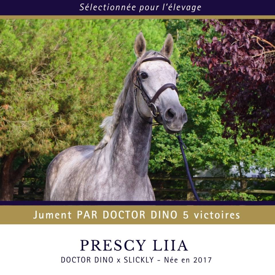Mare Thoroughbred For sale 2017 Grey