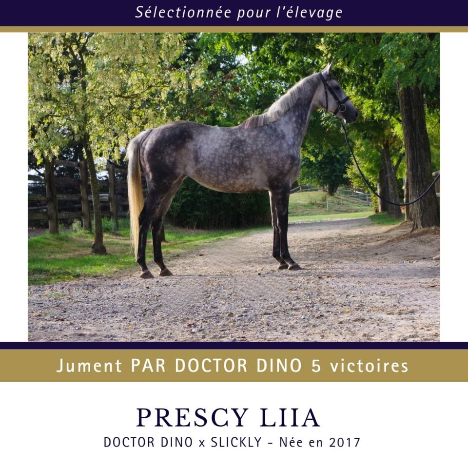 Mare Thoroughbred For sale 2017 Grey