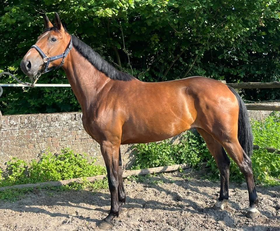 Mare sBs Belgian Warmblood For sale 2020 Bay