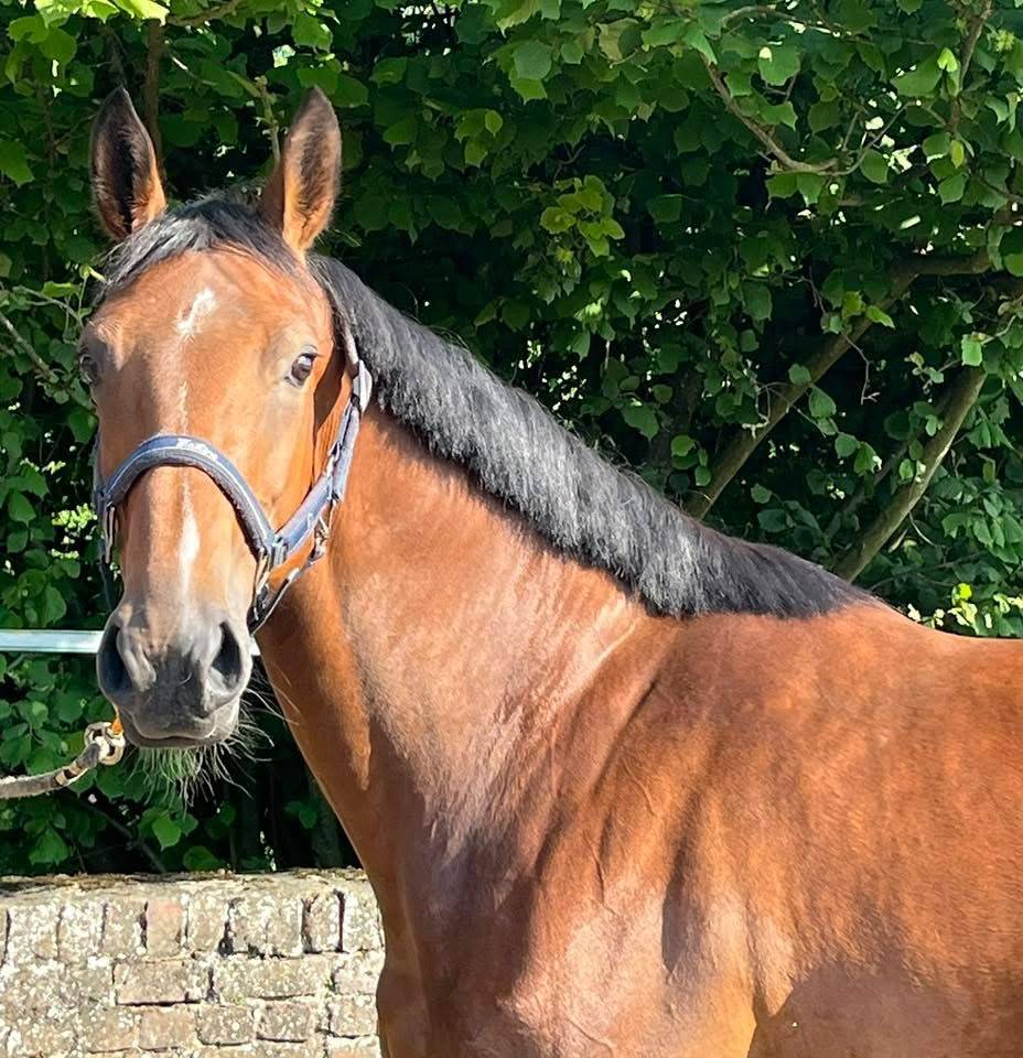 Mare sBs Belgian Warmblood For sale 2020 Bay