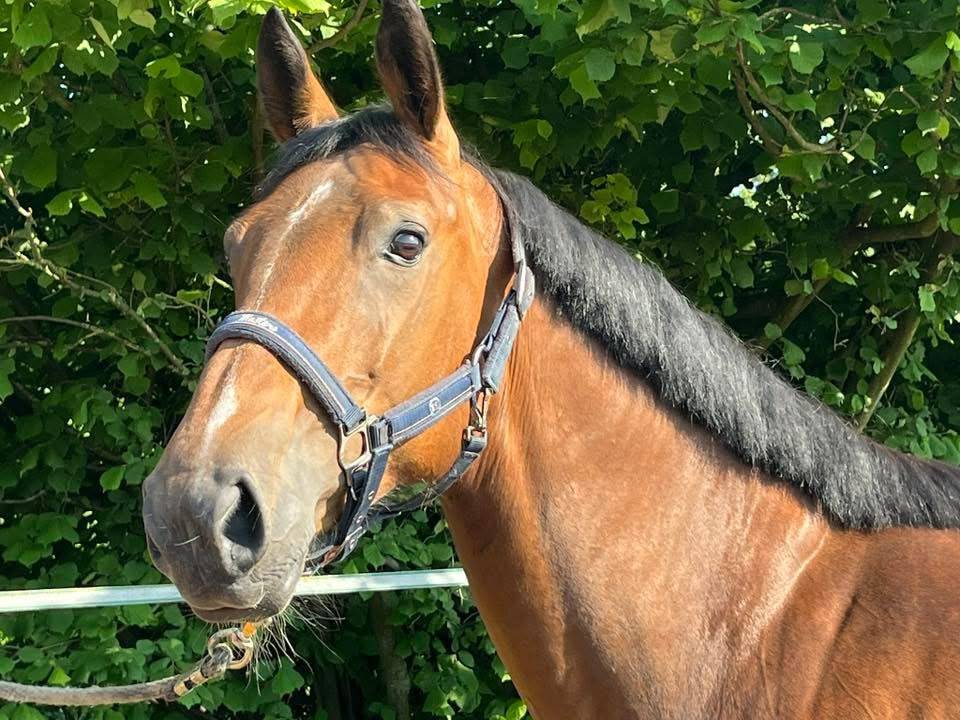 Mare sBs Belgian Warmblood For sale 2020 Bay