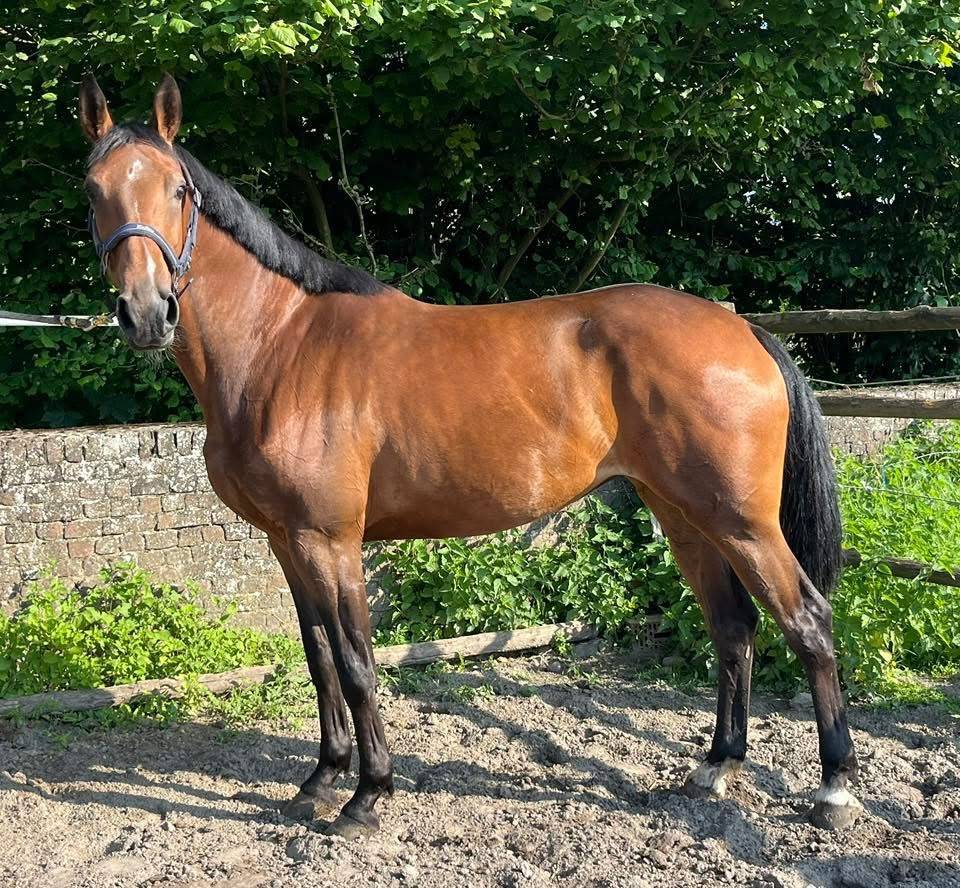 Mare sBs Belgian Warmblood For sale 2020 Bay
