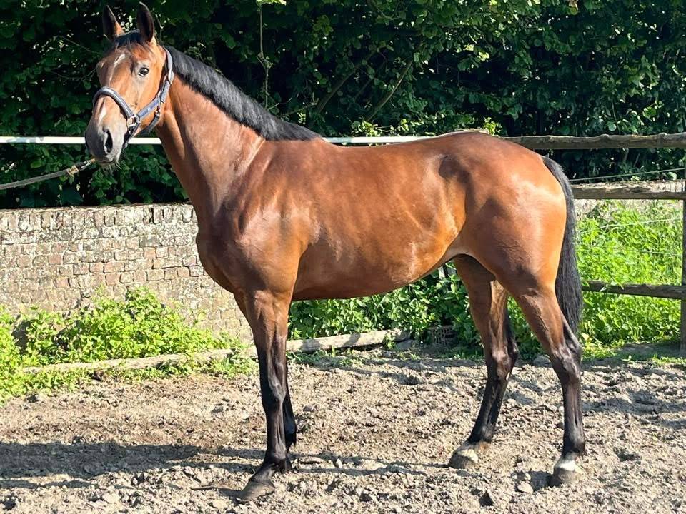 Mare sBs Belgian Warmblood For sale 2020 Bay