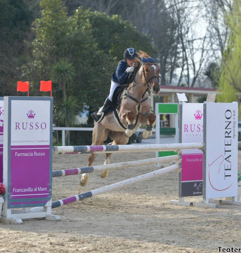 Gelding British Riding Pony For sale 2017 Roan