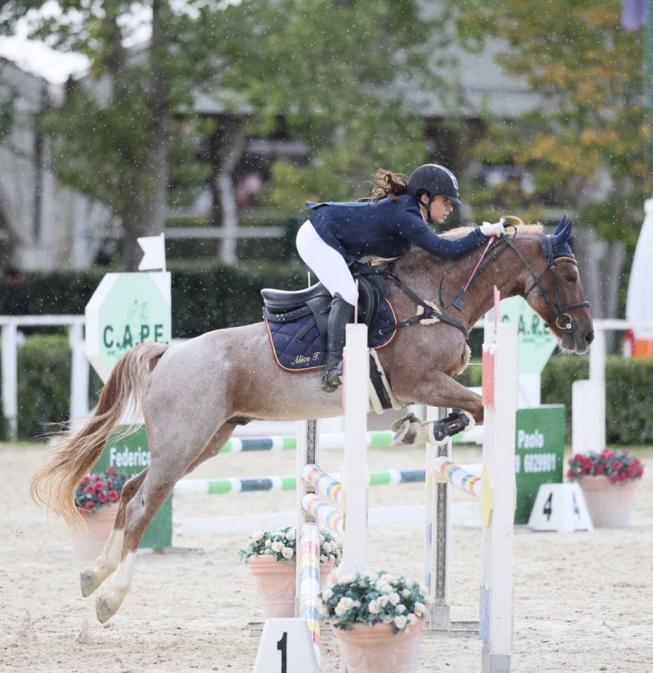 Gelding British Riding Pony For sale 2017 Roan