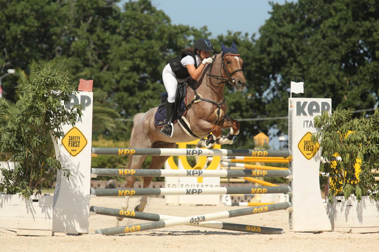 Gelding British Riding Pony For sale 2017 Roan