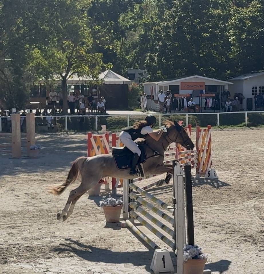 Gelding British Riding Pony For sale 2017 Roan