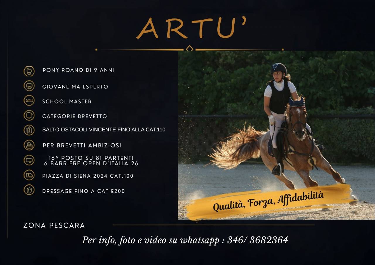Gelding British Riding Pony For sale 2017 Roan