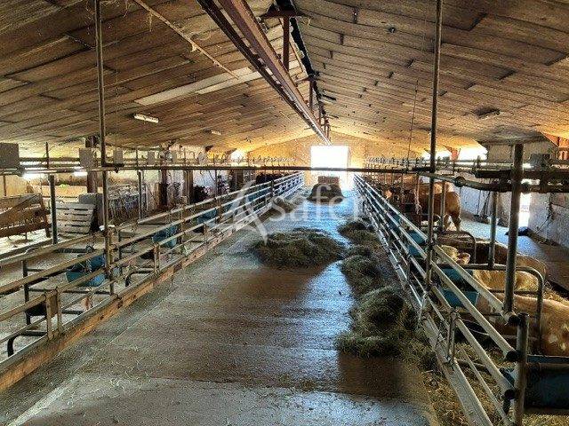 Sheep farm  Jura