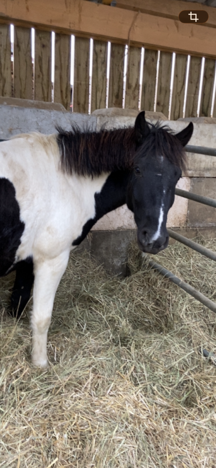 Gelding Pottok  For sale 2021 Coloured