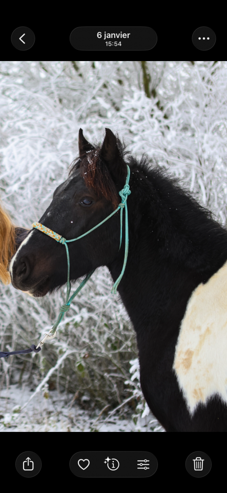 Gelding Pottok  For sale 2021 Coloured