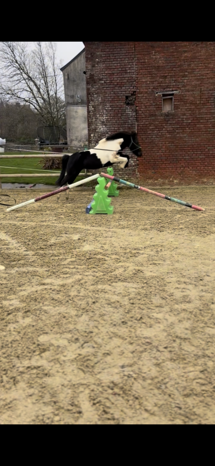 Gelding Pottok  For sale 2021 Coloured