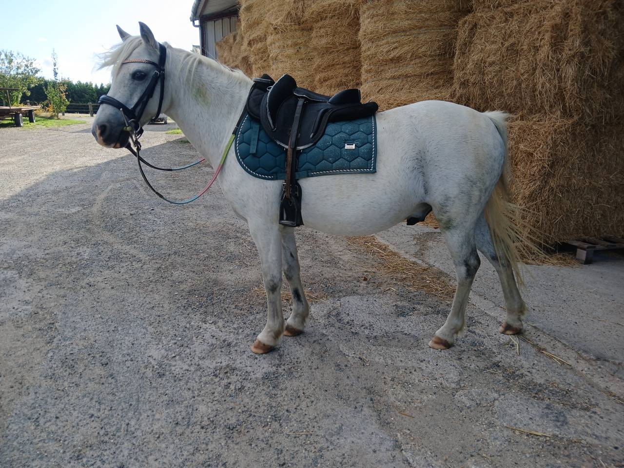Gelding Welsh Pony (Section B) For sale 2013 Grey