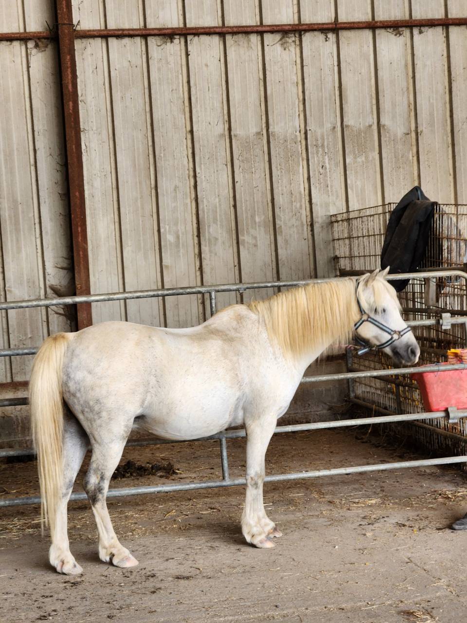 Gelding Welsh Pony (Section B) For sale 2013 Grey
