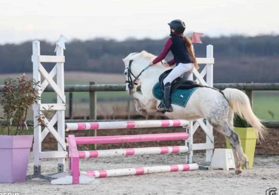 Gelding Welsh Pony (Section B) For sale 2013 Grey