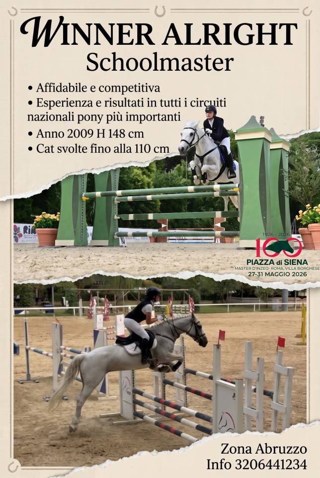 Mare Welsh Pony (Section D), Welsh Cob For sale 2009 Grey