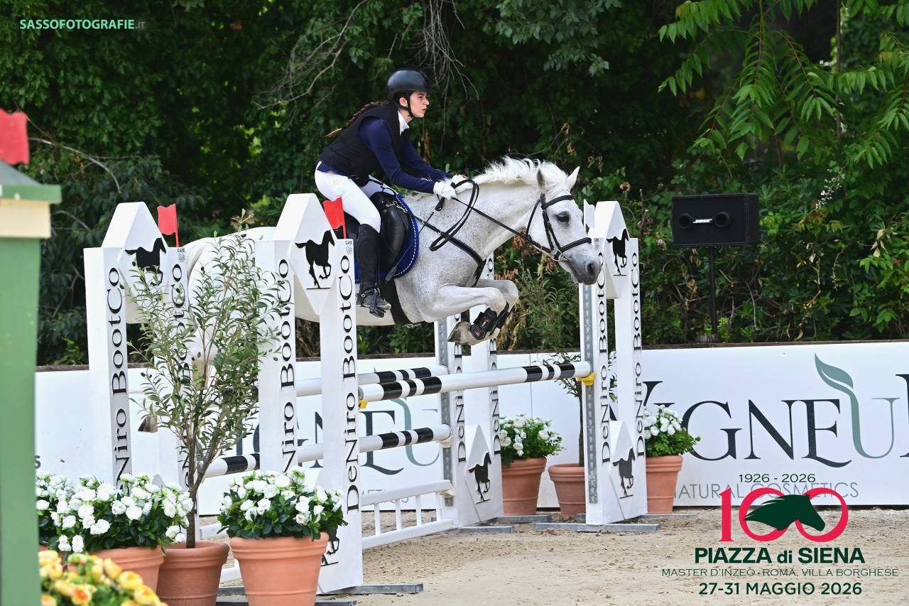 Mare Welsh Pony (Section D), Welsh Cob For sale 2009 Grey