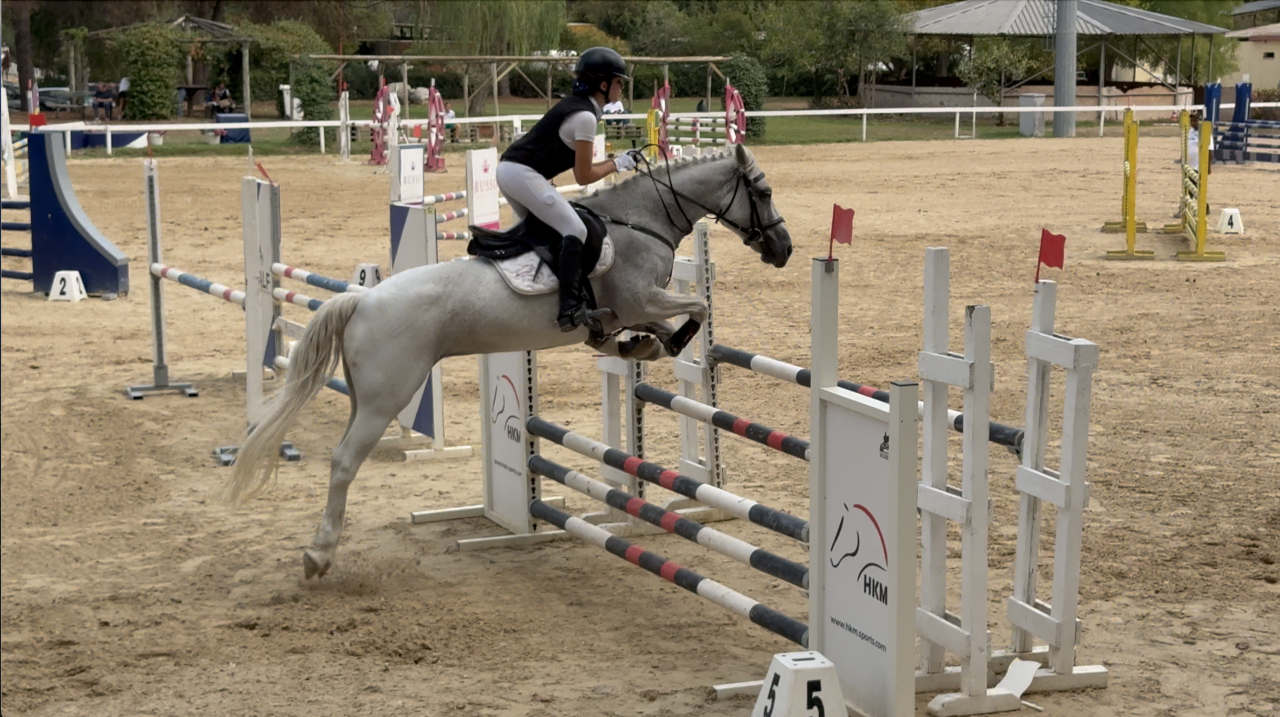 Mare Welsh Pony (Section D), Welsh Cob For sale 2009 Grey