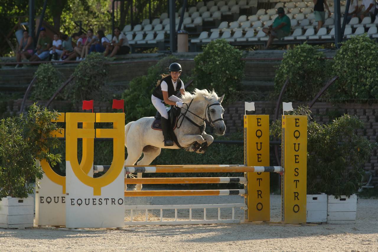 Mare Welsh Pony (Section D), Welsh Cob For sale 2009 Grey