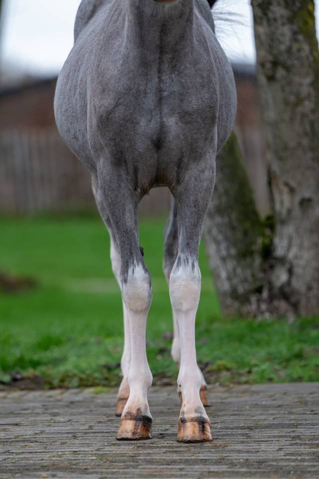 Entire Welsh Pony (Section A) For sale 2025 Grey