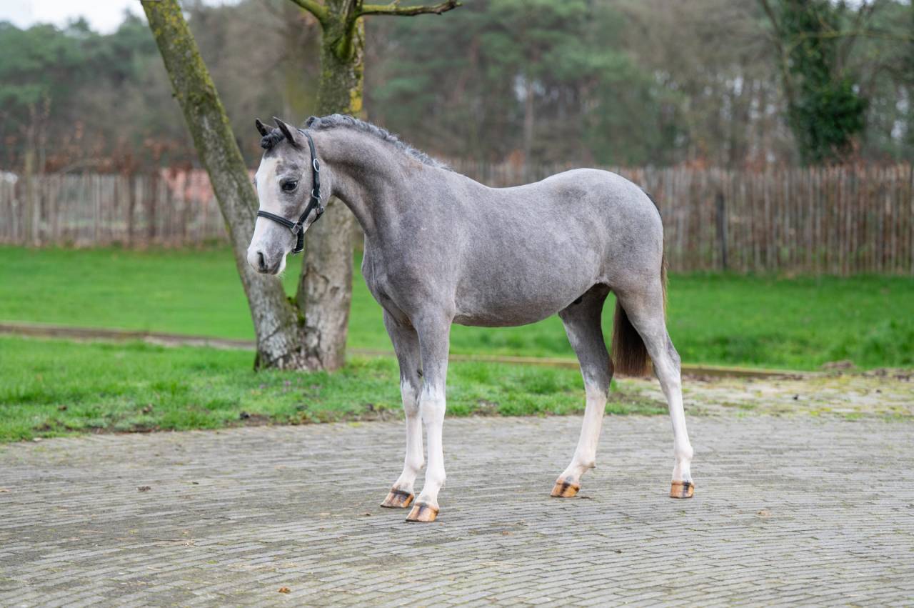 Entire Welsh Pony (Section A) For sale 2025 Grey