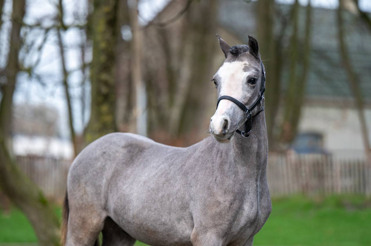 Entire Welsh Pony (Section A) For sale 2025 Grey