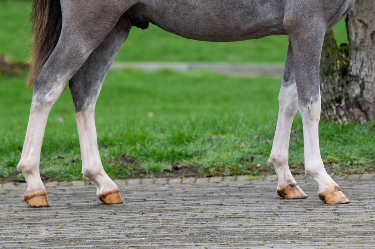 Entire Welsh Pony (Section A) For sale 2025 Grey