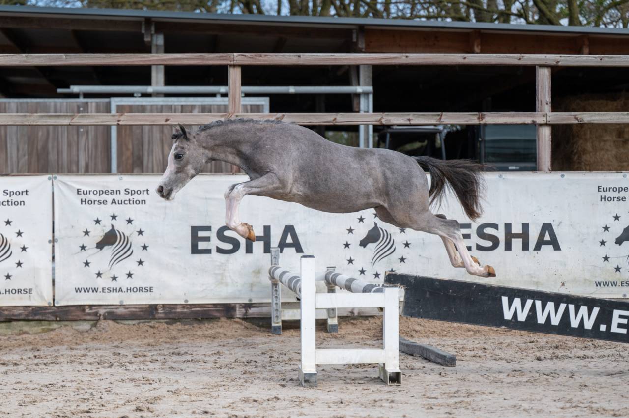 Entire Welsh Pony (Section A) For sale 2025 Grey