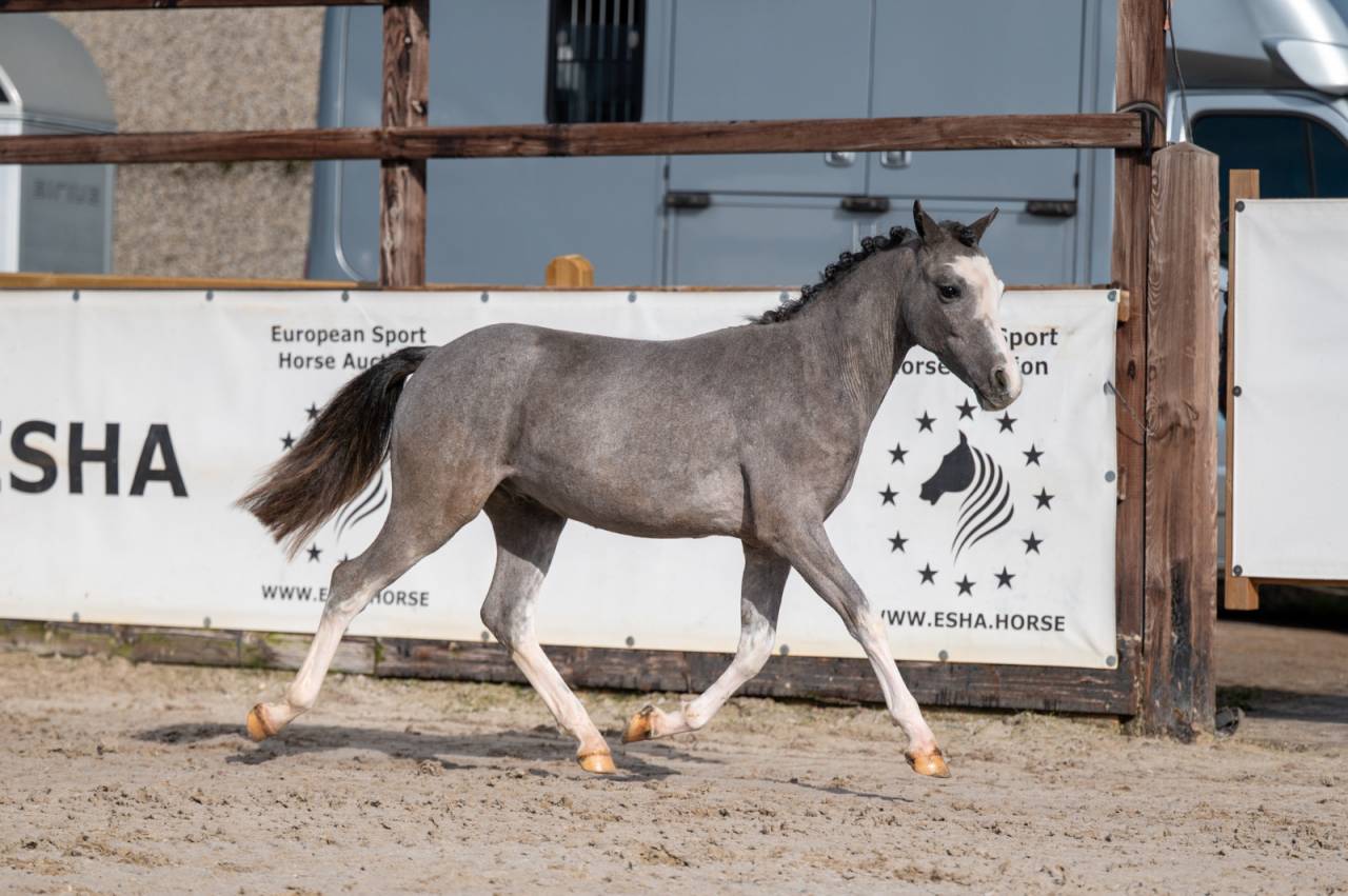 Entire Welsh Pony (Section A) For sale 2025 Grey