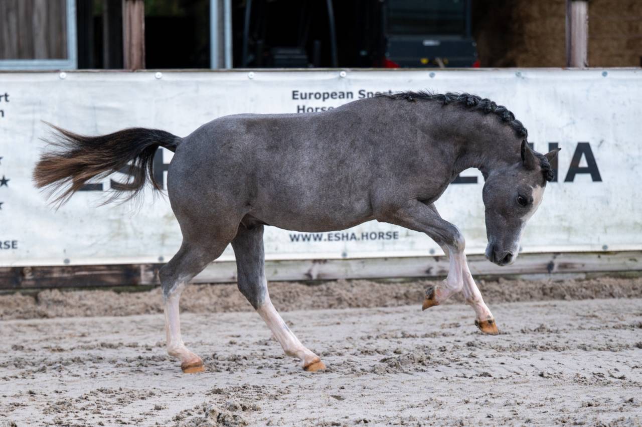 Entire Welsh Pony (Section A) For sale 2025 Grey