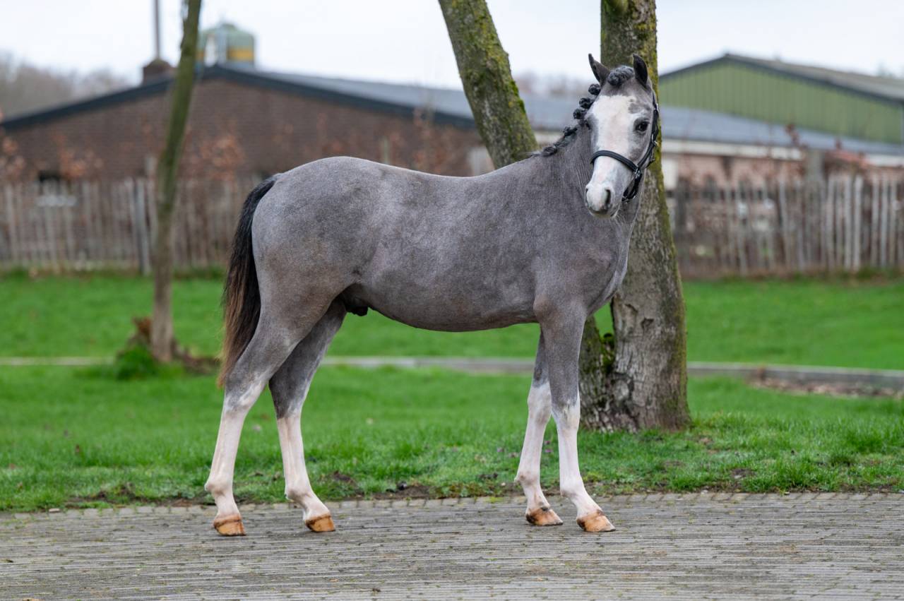 Entire Welsh Pony (Section A) For sale 2025 Grey