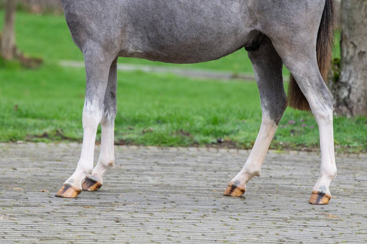 Entire Welsh Pony (Section A) For sale 2025 Grey