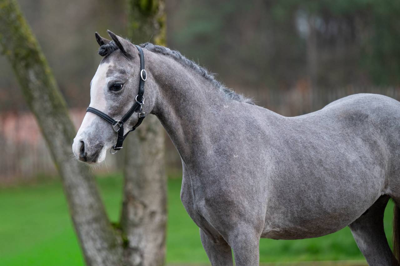 Entire Welsh Pony (Section A) For sale 2025 Grey