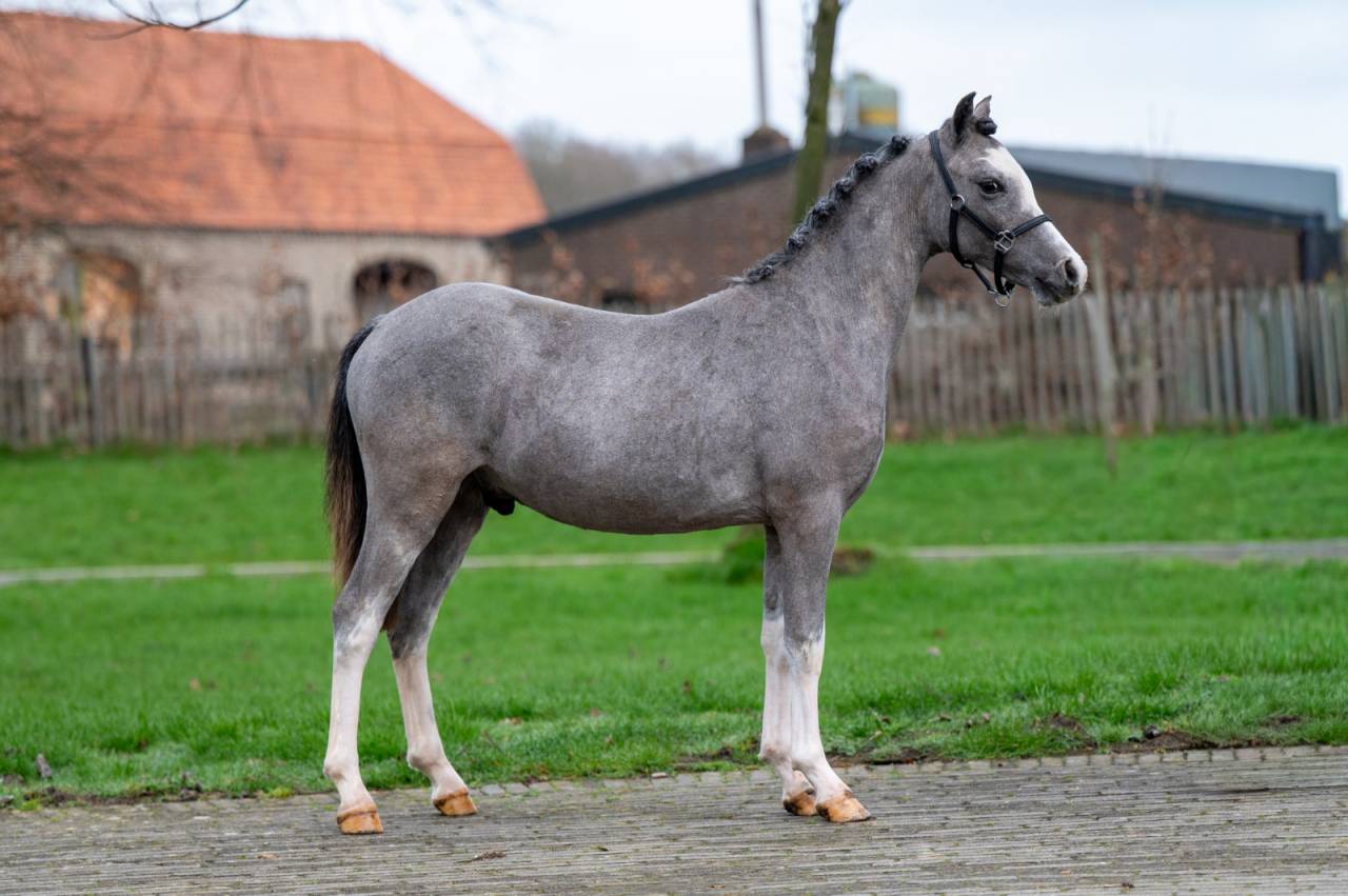 Entire Welsh Pony (Section A) For sale 2025 Grey
