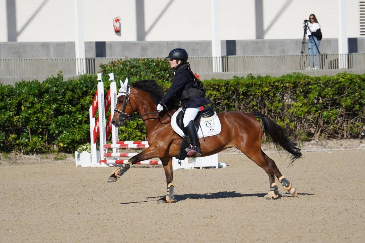 Gelding French Saddle Pony For sale 2014 Light chestnut