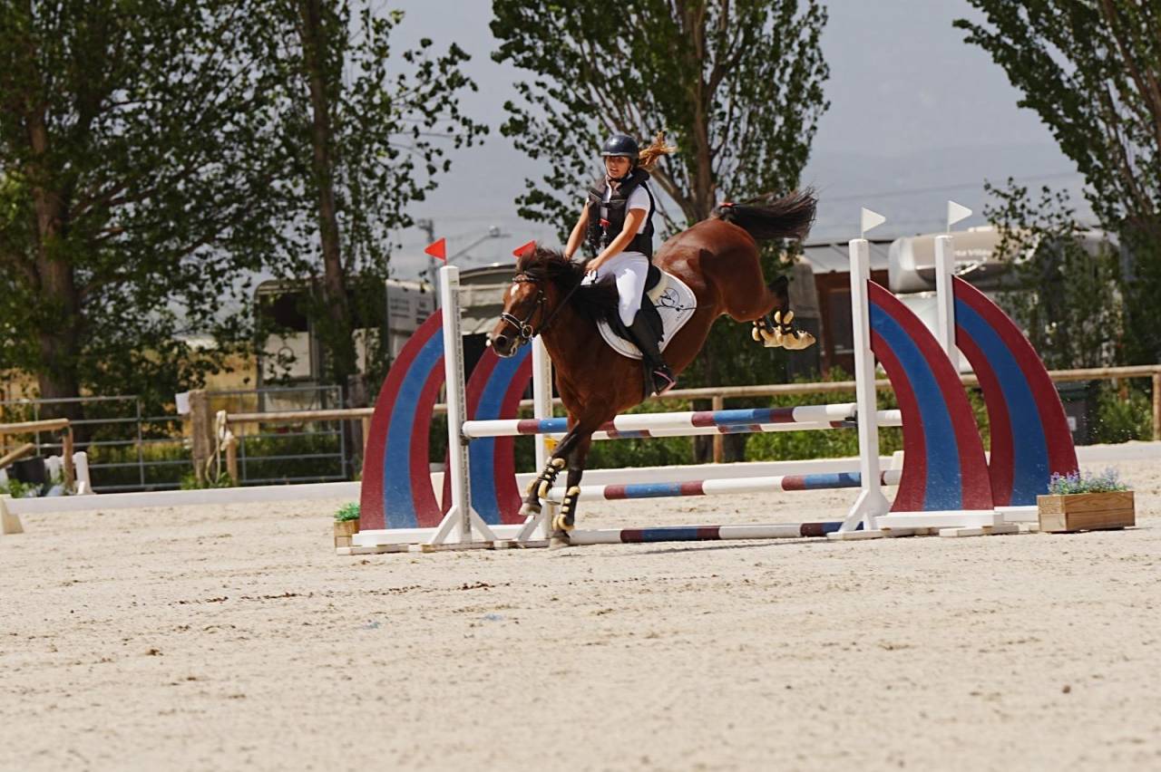 Gelding French Saddle Pony For sale 2014 Light chestnut