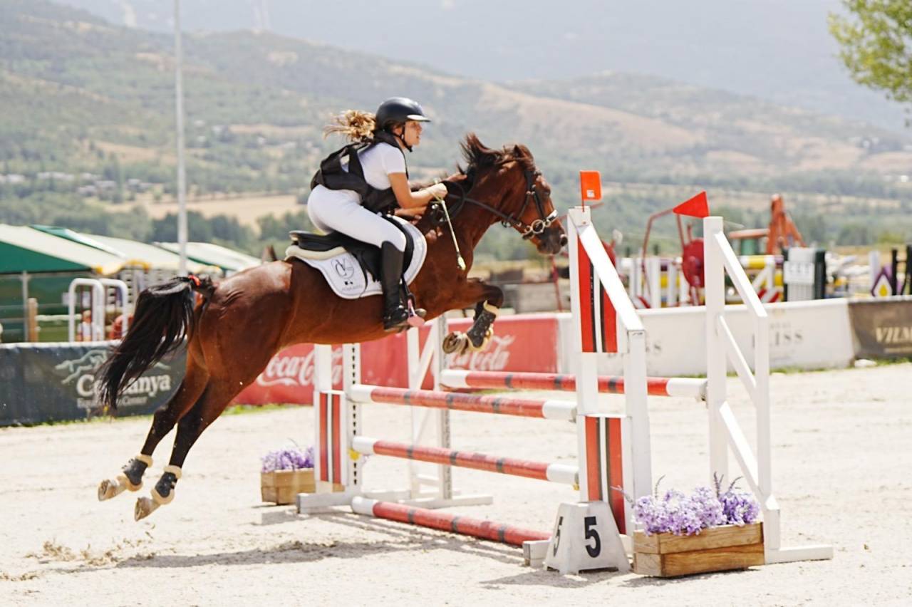 Gelding French Saddle Pony For sale 2014 Light chestnut