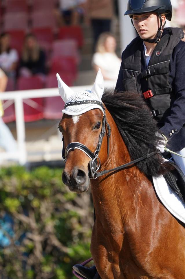 Gelding French Saddle Pony For sale 2014 Light chestnut