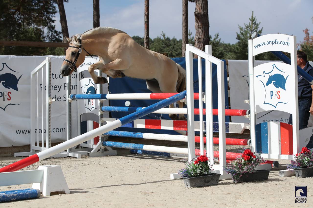 Gelding Fjord For sale 2023 Buckskin