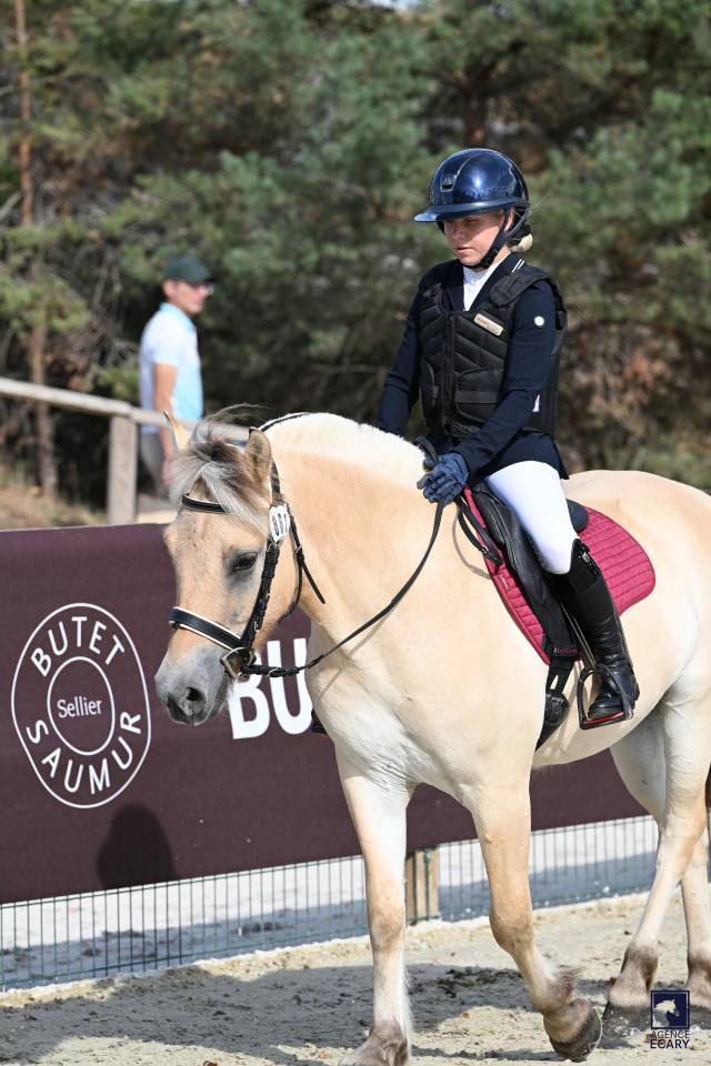 Gelding Fjord For sale 2023 Buckskin