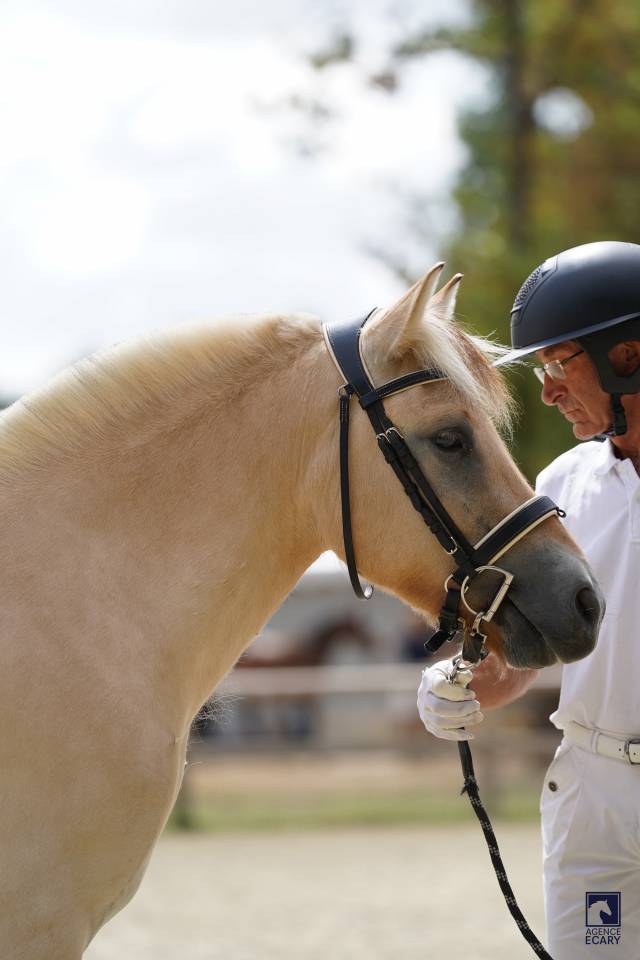 Gelding Fjord For sale 2023 Buckskin