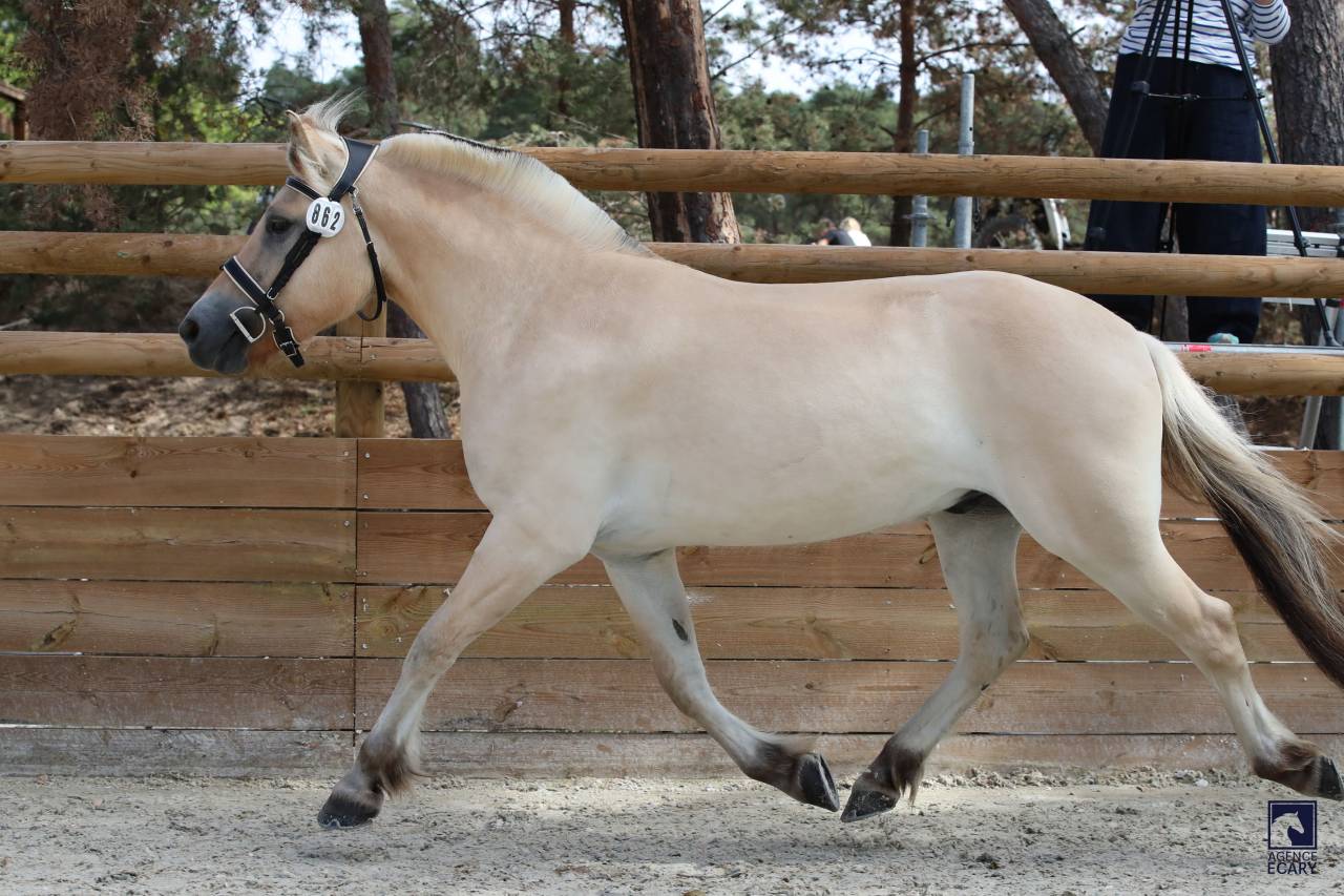 Gelding Fjord For sale 2023 Buckskin