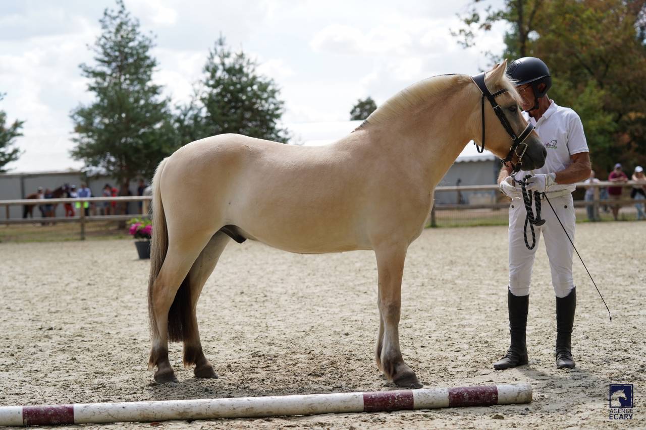 Gelding Fjord For sale 2023 Buckskin