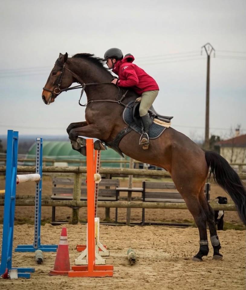 Gelding Selle Fran&ccedil;ais For sale 2017 Bay
