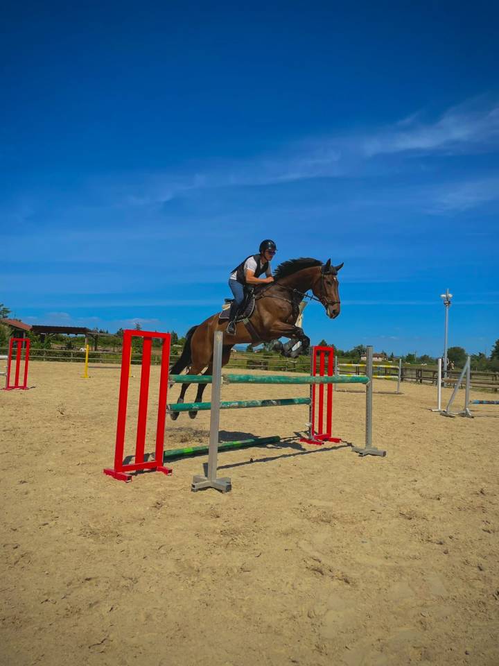 Gelding Selle Fran&ccedil;ais For sale 2017 Bay