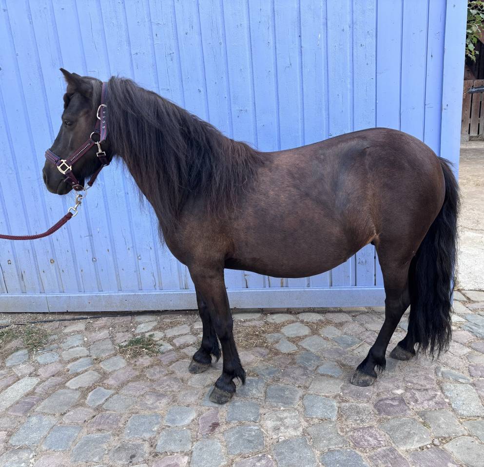 Mare Shetland Pony For sale 2015 Black